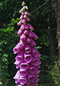 Digitalis purpurea